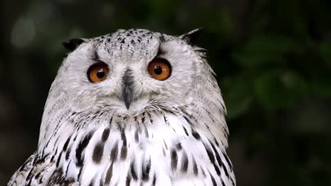 Owl in beautiful white feathers, very beautiful