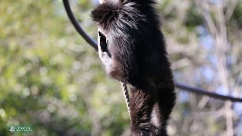 Lar Gibbon eating food / シロテナガザル