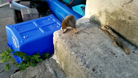 Orphaned baby squirrels