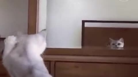 Funny cat sees his own in the mirror.