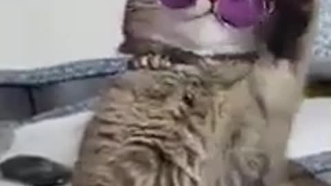 Cool Cat Wearing Sunglasses