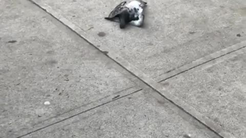 Hawk Catches Pigeon in New York