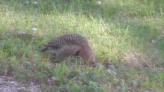 107 Toussaint Wildlife - Oak Harbor Ohio - Northern Flicker Woodpecker Feasting