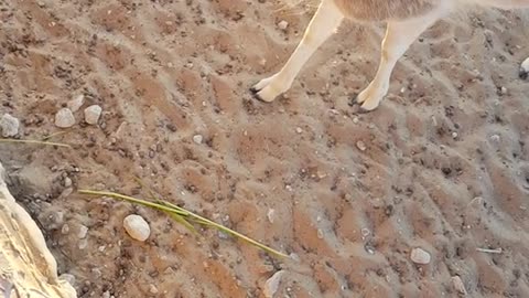 Baby deer walking