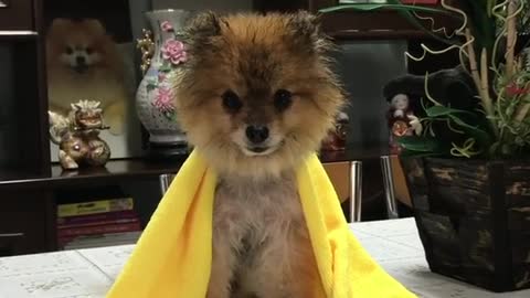 Super Yellow Dogy