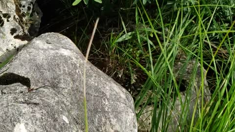 Dragonfly in slow mo