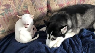 Does anyone else have a mix of little dogs with their huskies?