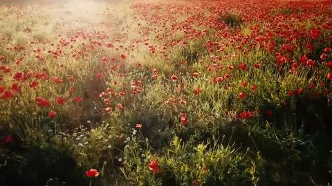 Beautiful garden flowers background clip