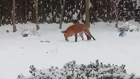 Wild Fox Caught Red Handed Playing With Dog Toy In The Snow