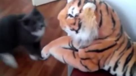 Cat really hates this tiger 🐱🐱🐱