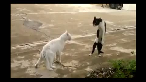 The Battle of the Cat Brusly ♥😂