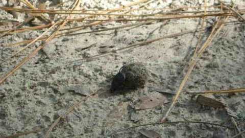 A Black Dung Beetle Rolling Some Dung In Our Backyard