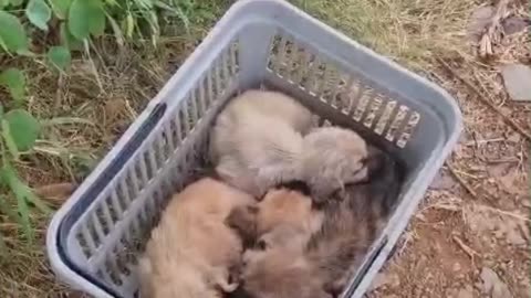 Four puppies left in a shopping basket