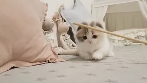 funny cute cat video __ pet __ funny video