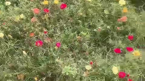 Colorful wild flowers, decorated with the park is really beautiful