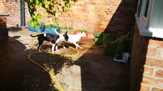 Watering the plants, Helping out in the garden, Bullterriers are always keen to help