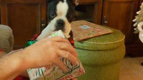 Boston Terrier loves unwrapping presents