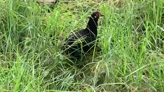 Mountain chickens