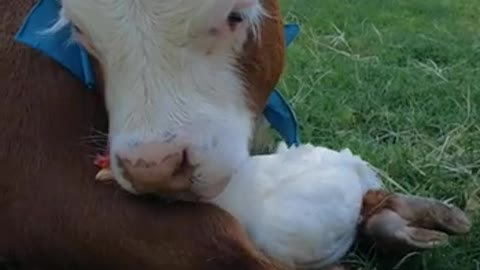 Unlikely Friends Embrace at Animal Sanctuary || ViralHog