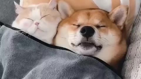 Amazing Cat and Dog Duo!