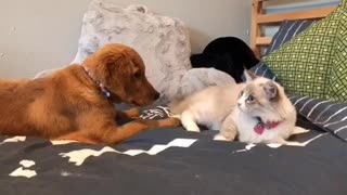 Puppy learns how to play with cat