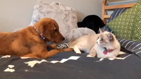 Puppy learns how to play with cat