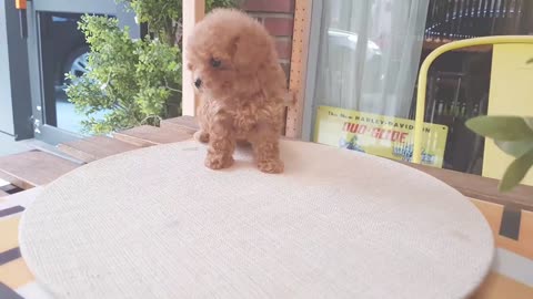 Cute puppy of all time teacup poodle