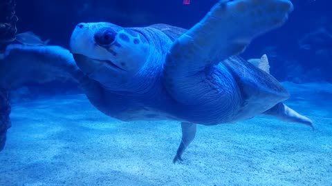 Sea turtle 🐢