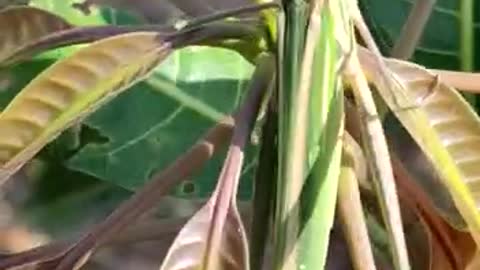Painted Grasshopper on mango leaf