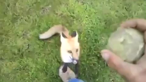 playing with a Fox