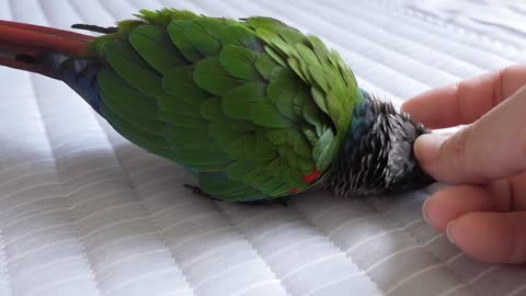Yola parrot wake up in the morning