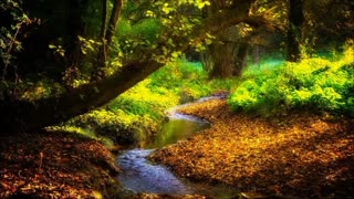 Forest River Nature Sounds - Relaxing Birds & Water Sounds 3Hr Video