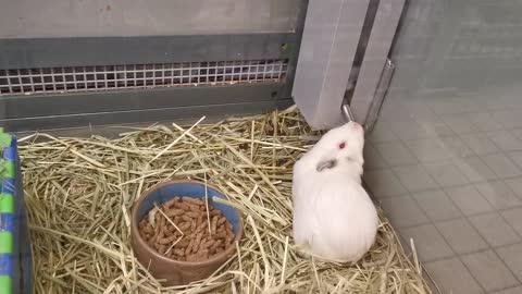 Funny super hamster