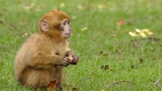 Monkey eating