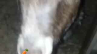 Goat Eats Carrot