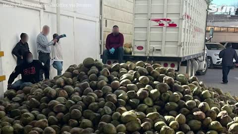 Mexican police discovers 300kg of fentanyl hidden inside coconuts