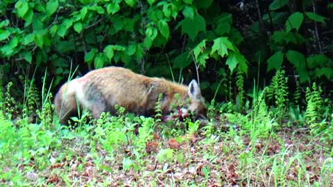 Red Fox takes dinner home