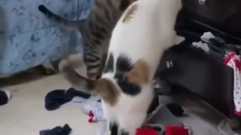 Cats being cats. Funny cat videos