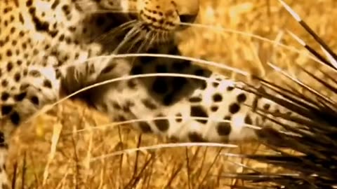 "Leopard's Stealth Strike: Wild Rat's Fight for Survival"