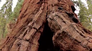 Can California save its Giant Sequoia trees?
