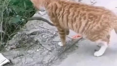 Cat vs sank
