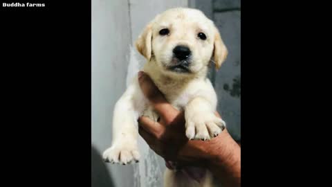 Free Free Adoption Labrador Free adoption 🔥🔥