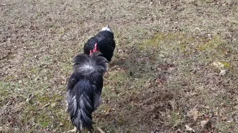 Rehabilitating Rooster (Cogburn) getting Reaquainted with his Rival (Magellen)