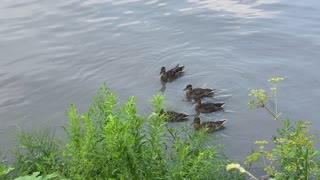 Mother and ducklings 6