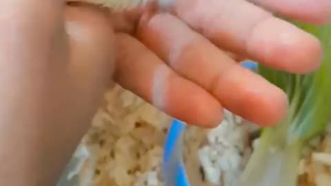 Hamster playing in your hand