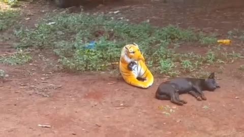Prank dog & Fake Tiger Vs Dog and Man Prank Video