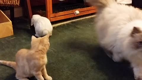 Bunny plays with a bunch of cats