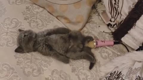 Cat Farting on mic