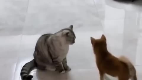 Cute cat funny video....🥰