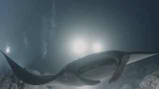 Night Diving with Manta Rays